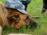 Picture of police dog training and resting on grass