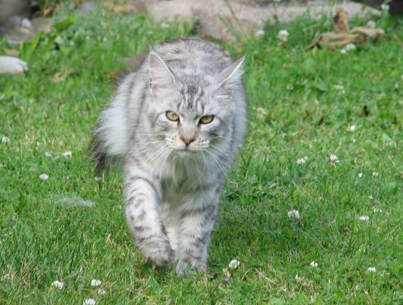 American Maine Coon cat pictures walking domineeringly and leaking