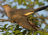 Spring cuckoo chirping pictures
