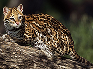 Real pure wild leopard cat pictures wallpaper