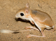 Pictures of clever and intelligent flower-tailed jerboas