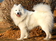 Pictures of adult Samoyed dogs playing happily outdoors