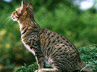 Asian leopard cat side close-up picture