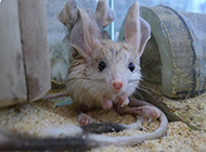 Cute and cute long-eared jerboa pictures