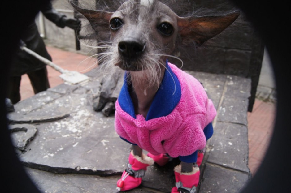 Chinese crested dog small appearance picture