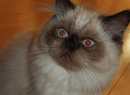 Himalayan cat surprised and stunned expression picture