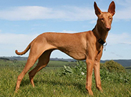 Picture of large pharaoh hound with alert expression