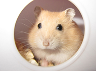 Pictures of cute and cute pudding hamsters