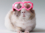 Funny and cute pictures of pet guinea pigs