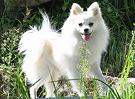 Naughty and cute pictures of white fox dogs