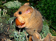 Cute greedy dormouse pictures