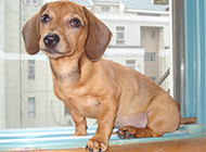 Pictures of obedient and docile dachshunds
