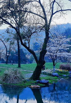Scenery pictures of Hangzhou Princewan Park in spring