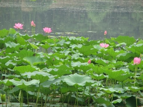 Fujian Lanyu scenery picture material