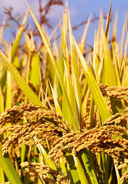 Ripe rice landscape picture HD material