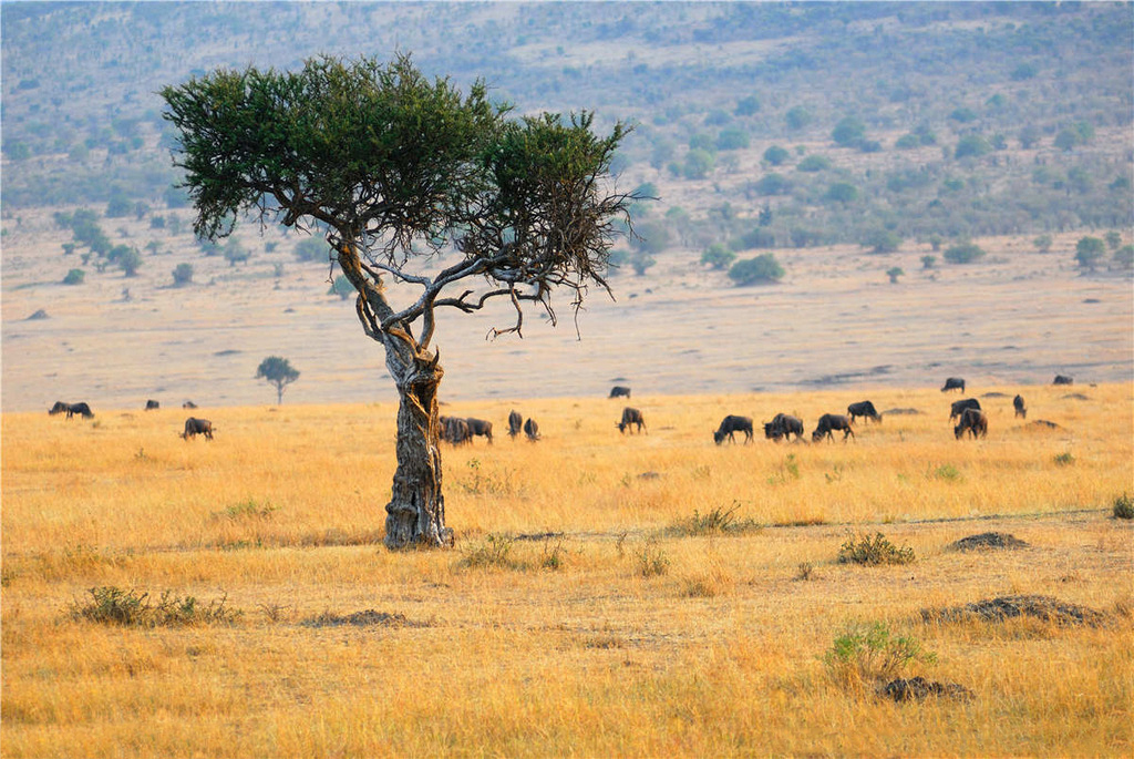 Beautiful African grassland scenery picture material