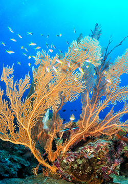 A collection of beautiful underwater scenery pictures