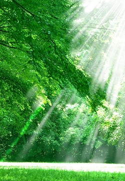 Green summer jungle scenery pictures