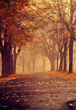 Collection of beautiful autumn scenery pictures