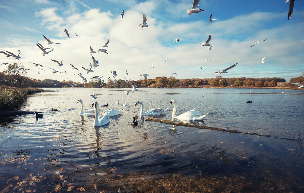 A complete collection of Swan Lake scenery pictures