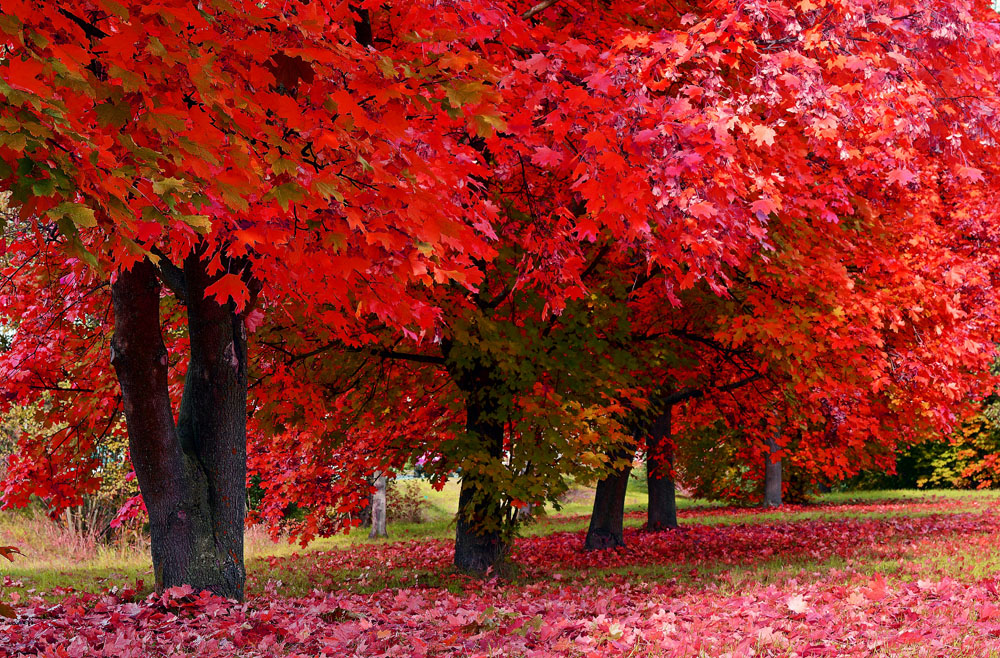 Autumn red leaves scenery picture material