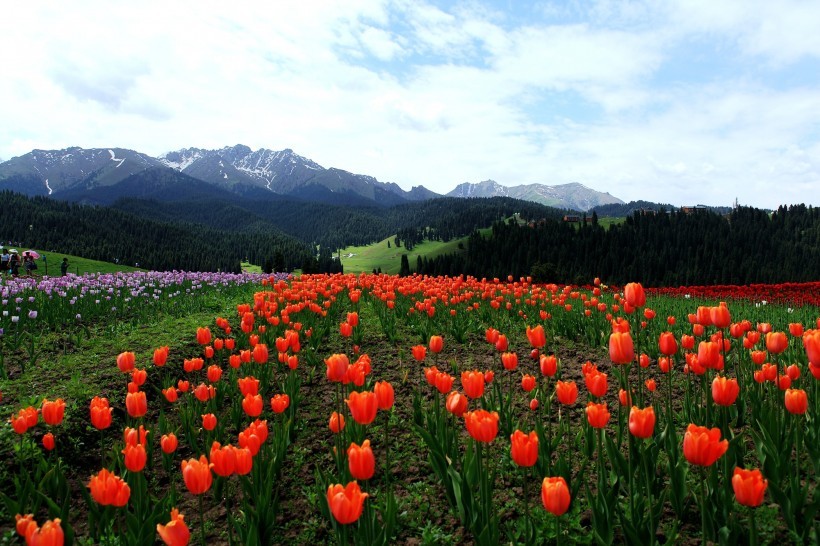 Beautiful scenery pictures of Jiangbulake grassland in Xinjiang