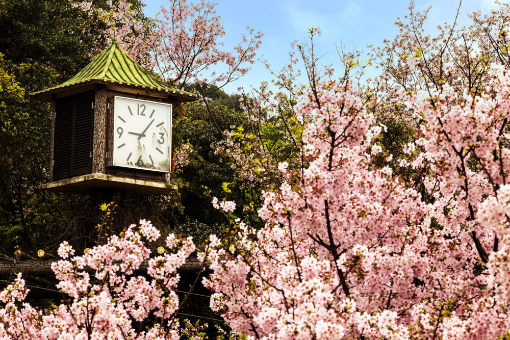 Japan's most beautiful cherry blossom scenery picture material