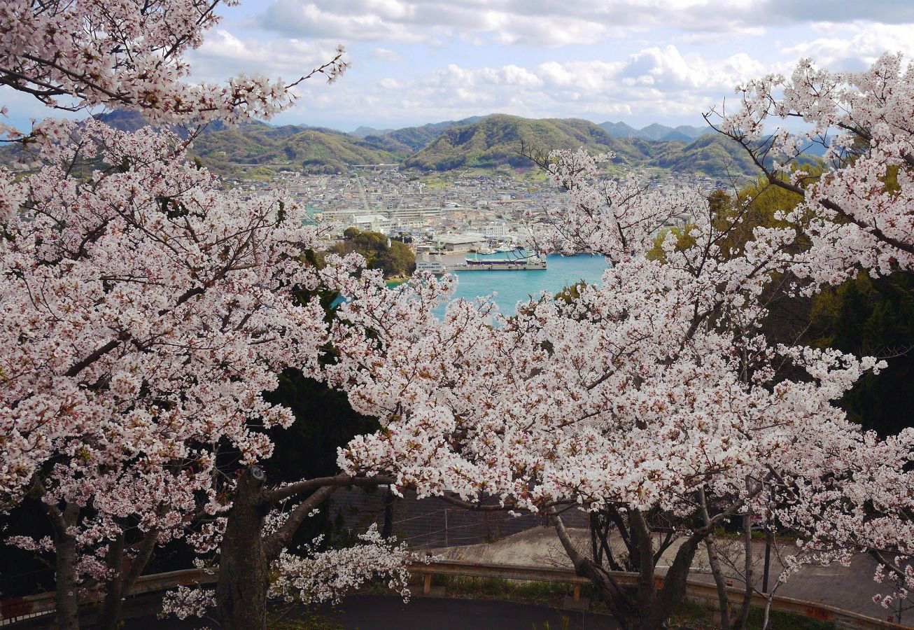 Collection of Japanese cherry blossom falling scenery pictures