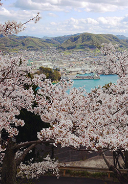 Collection of Japanese cherry blossom falling scenery pictures