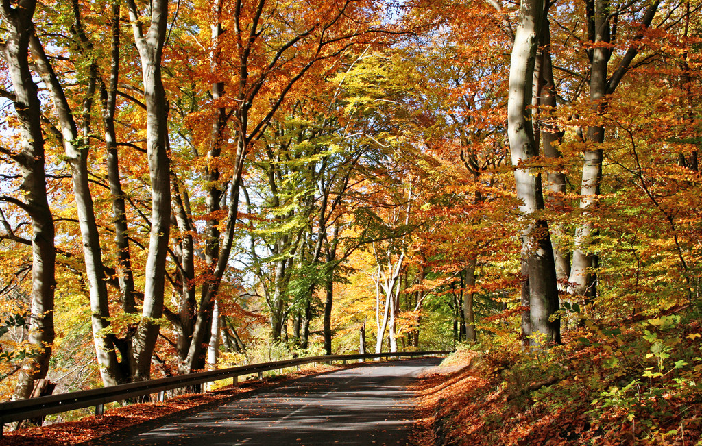 A collection of beautiful maple forest scenery pictures