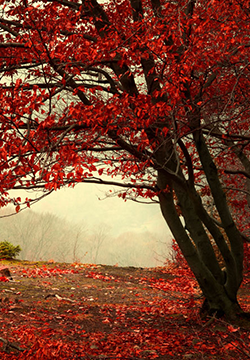 A collection of the most beautiful maple leaf scenery pictures