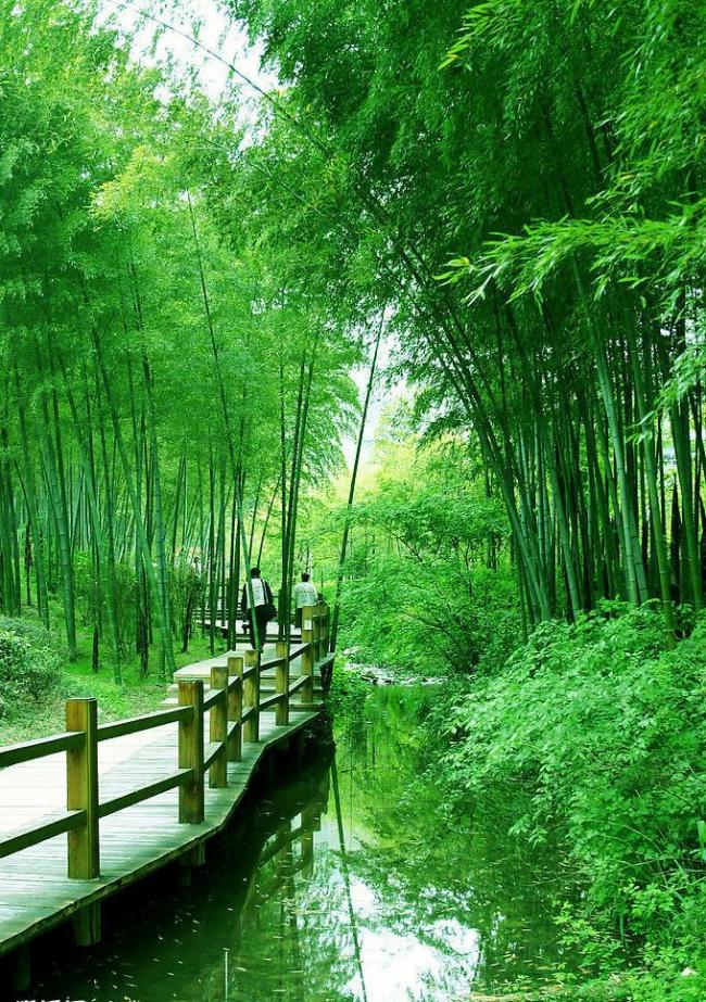 A collection of pictures of beautiful bamboo sea scenery