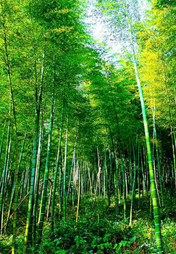 A collection of pictures of beautiful bamboo sea scenery