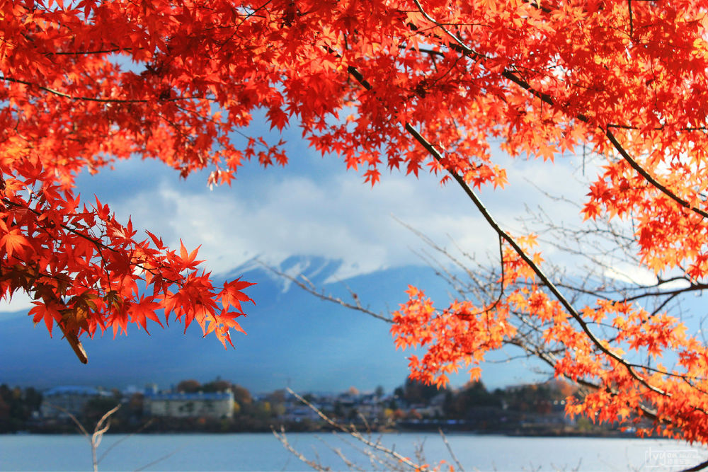 富士山枫叶风景图片高清摄影