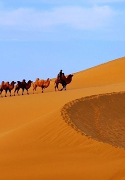 Collection of desert and animal people landscape pictures