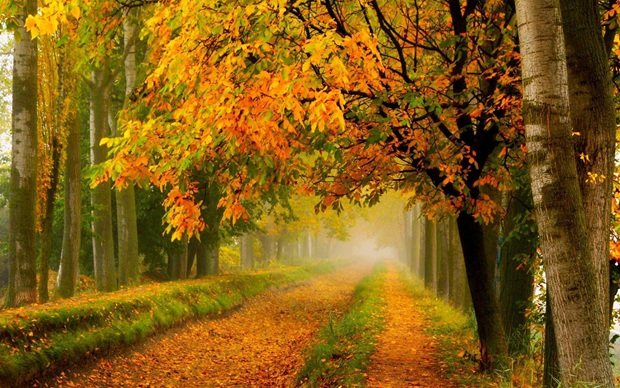 Collection of cute and beautiful scenery pictures in autumn