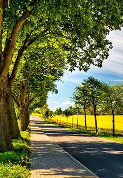 Forest road scenery picture material