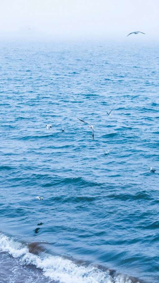 Beautiful pictures of seagulls flying over the sea