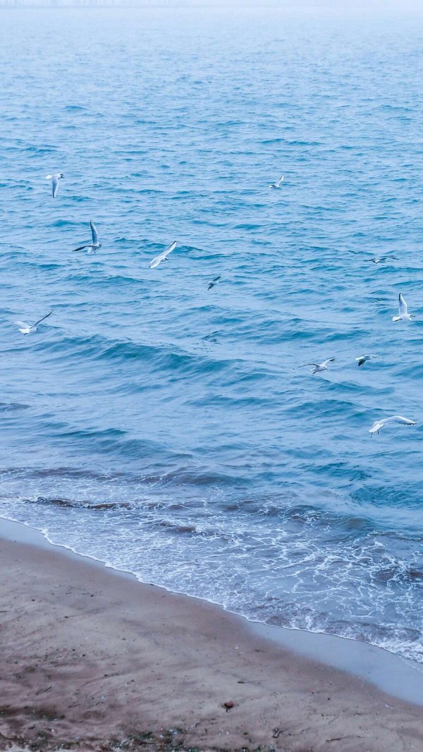 Beautiful pictures of seagulls flying over the sea