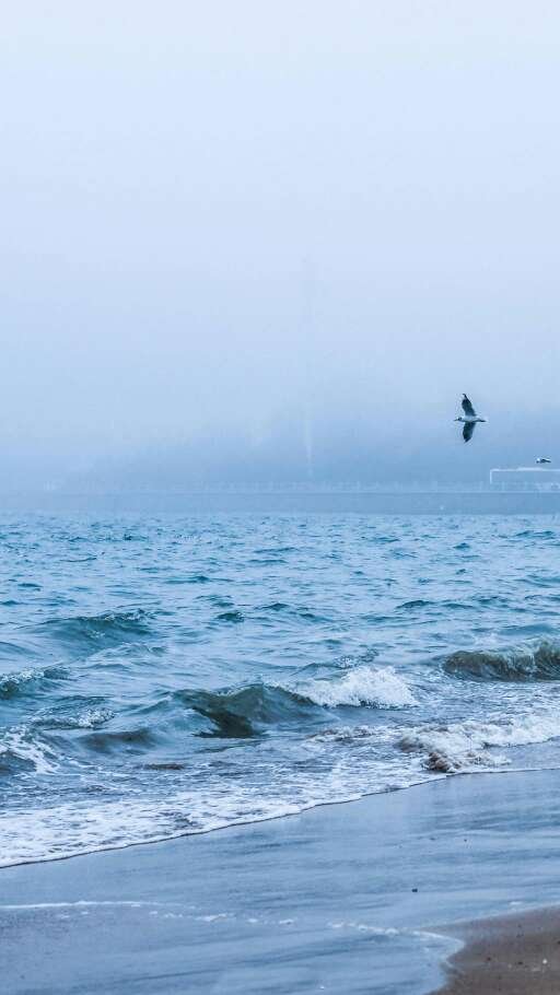 Beautiful pictures of seagulls flying over the sea