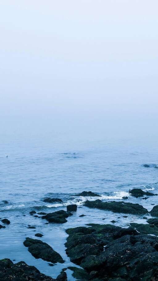 海鸥在大海上飞翔的唯美图片(7)