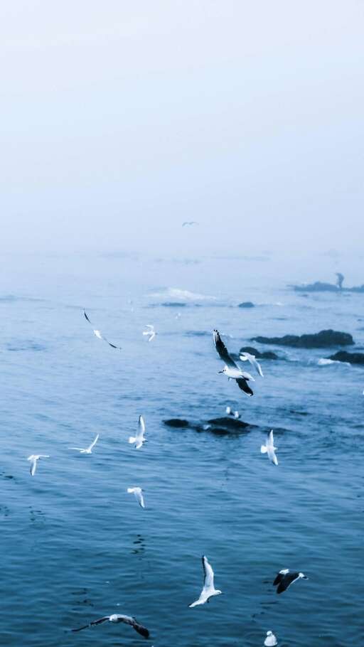 Beautiful pictures of seagulls flying over the sea