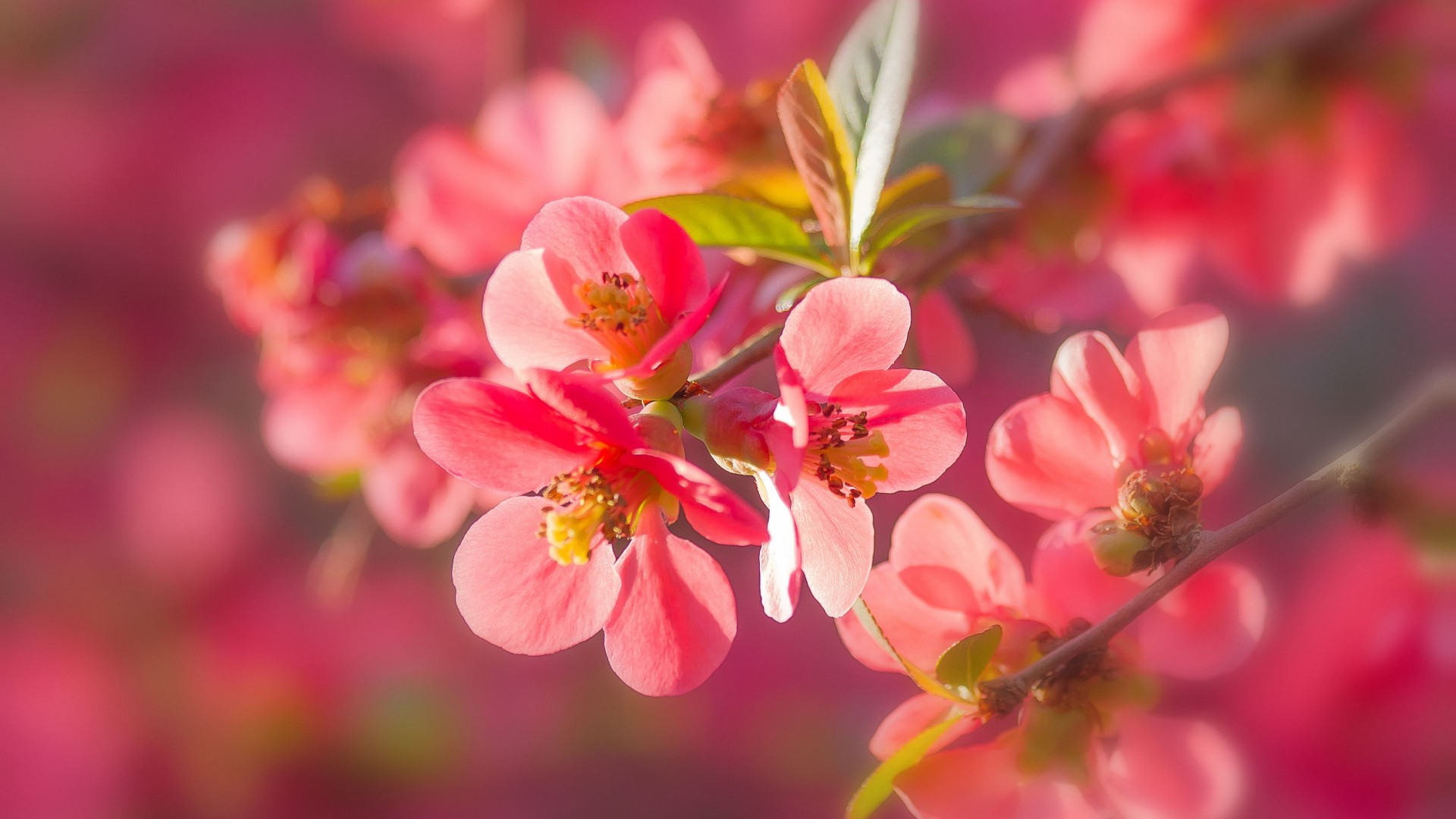 Beautiful pictures of flowers and plants in spring, fresh, beautiful and refreshing