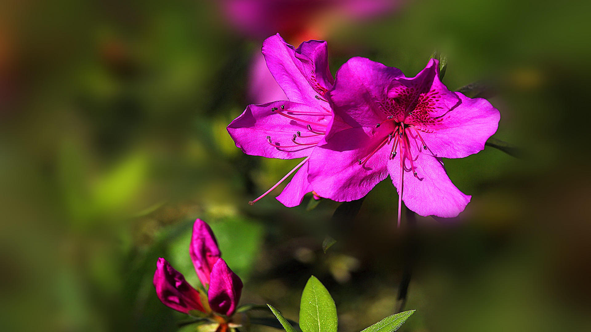 Beautiful pictures of flowers and plants in spring, fresh, beautiful and refreshing