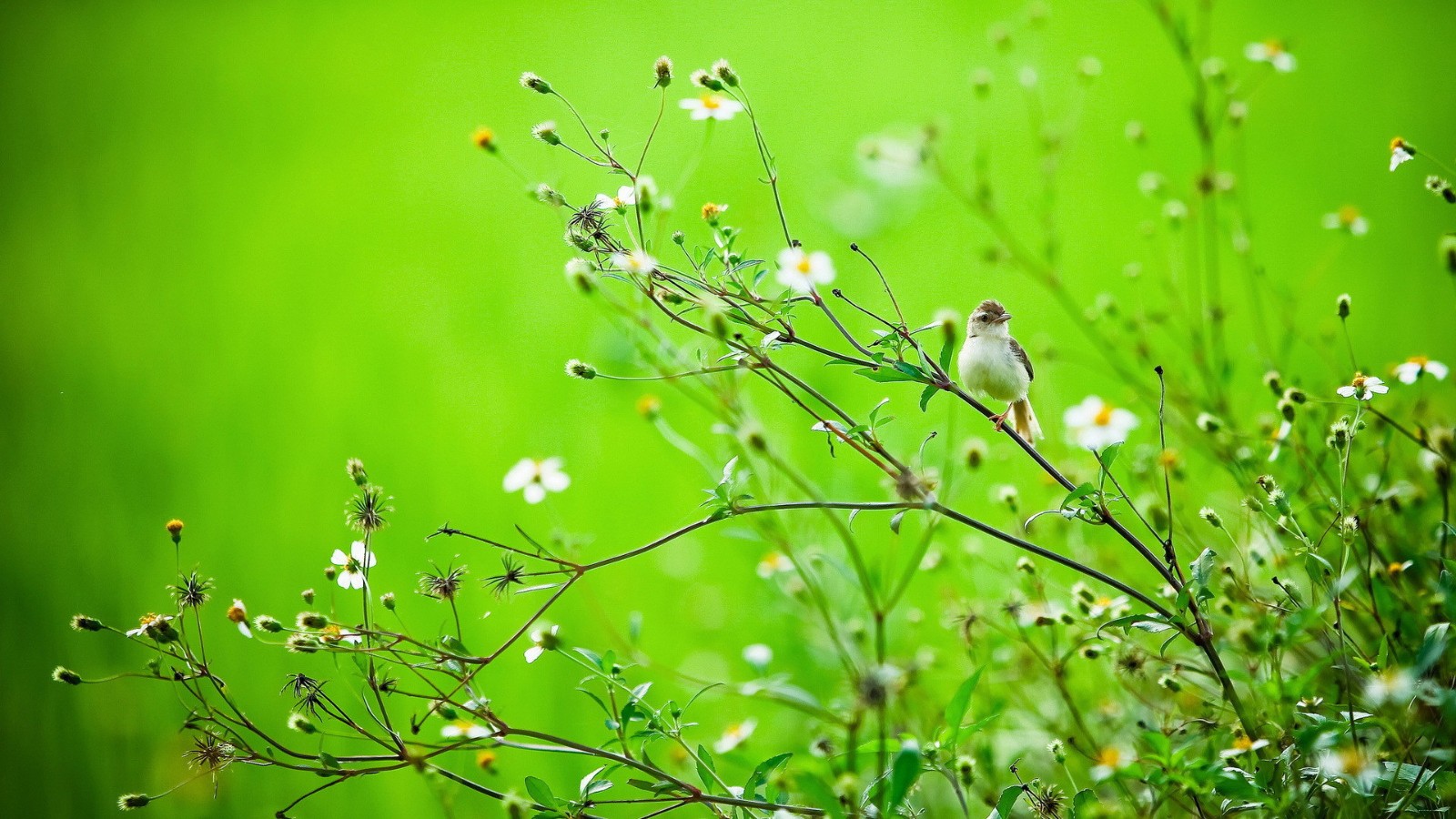 Beautiful pictures of spring, a collection of beautiful wallpapers of early spring