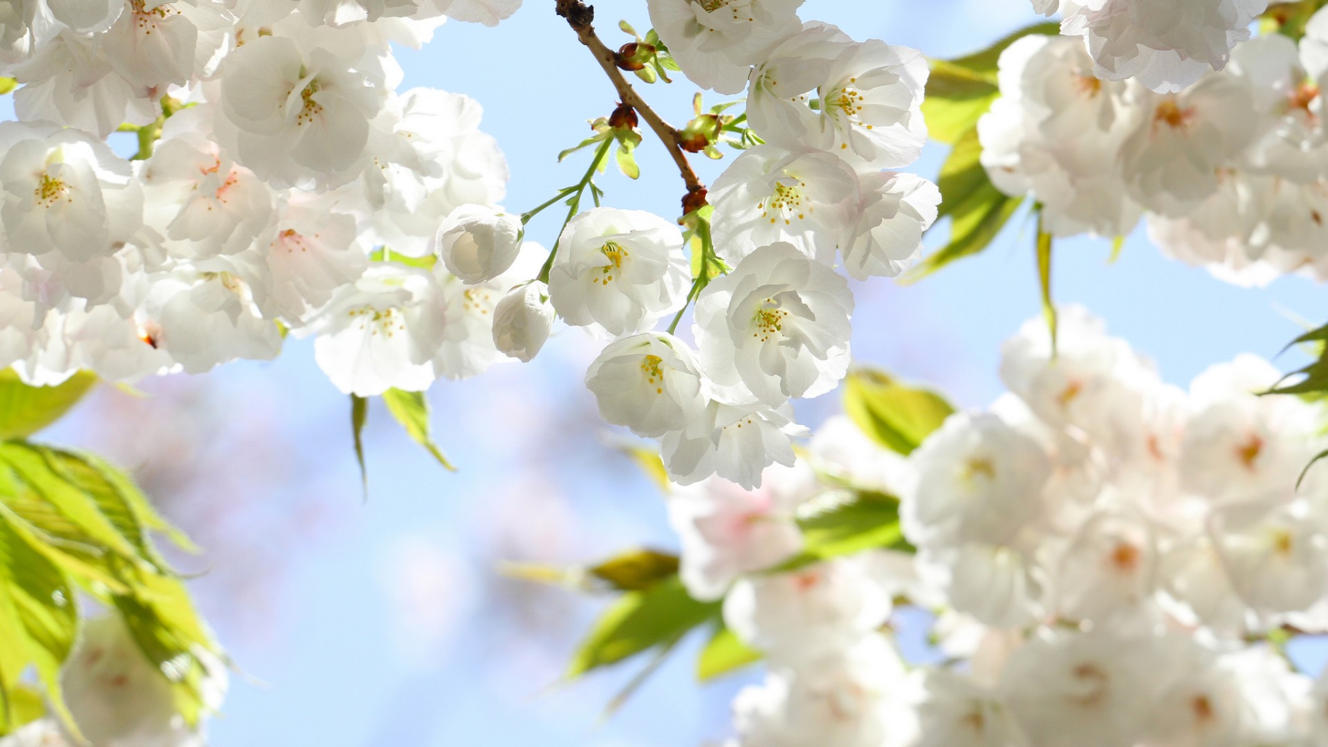 Beautiful pictures of spring, a collection of beautiful wallpapers of early spring