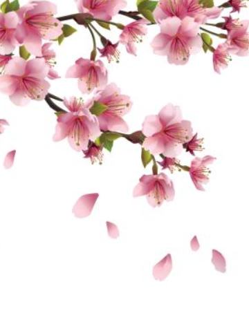 Beautiful pictures of falling peach blossoms