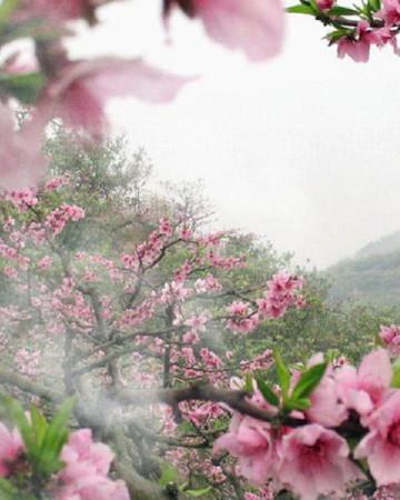 Beautiful pictures of ten miles of peach blossoms