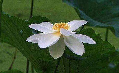 Beautiful pictures of lotus flowers The greatest luck in my life is to know you