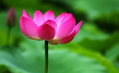 Beautiful pictures of lotus and Buddha. Hepburn said, 